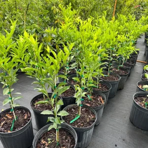 Kishu Seedless Mandarin Tree - Live Plant, 5 Gallon, 3 Feet Tall - Image 3