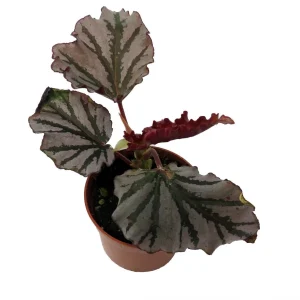 Kismet Begonia Live Plant – 2.5 inch Pot – Ruffled Silver Leaves – Indoor Houseplant - Image 2