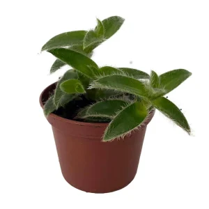 Kitten Ears Plant Live - Cyanotis Somaliensis - 2.5" Pot - Fuzzy Houseplant - Image 2