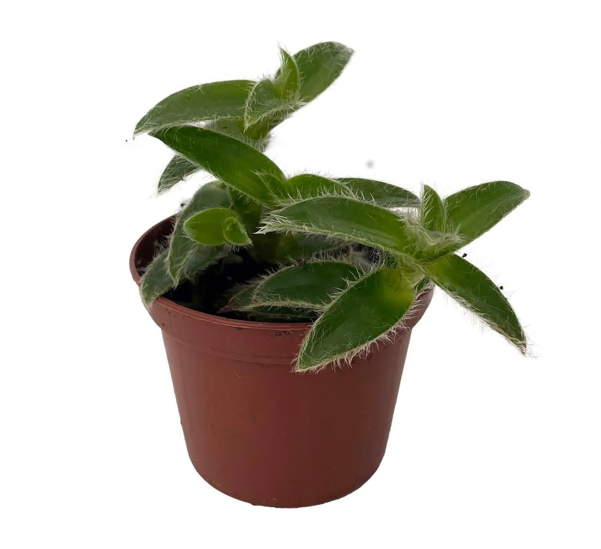 Kitten Ears Plant Live - Cyanotis Somaliensis - 2.5" Pot - Fuzzy Houseplant - Image 2