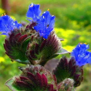 Kitten Ears Plant Live - Cyanotis Somaliensis - 2.5