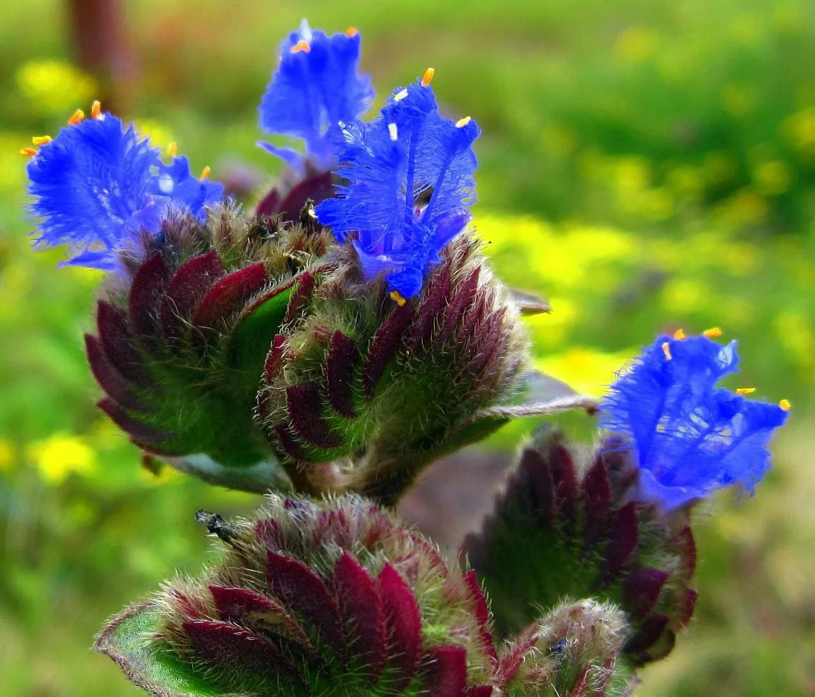 Kitten Ears Plant Live - Cyanotis Somaliensis - 2.5" Pot - Fuzzy Houseplant - Image 3