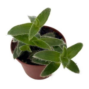 Kitten Ears Plant Live - Cyanotis Somaliensis - 2.5" Pot - Fuzzy Houseplant - Image 1