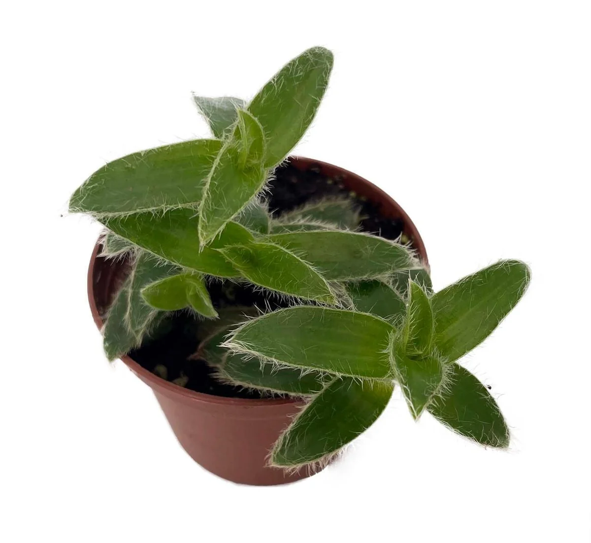 Kitten Ears Plant Live - Cyanotis Somaliensis - 2.5" Pot - Fuzzy Houseplant - Image 1