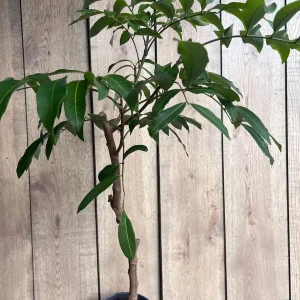 Kohala Longan Live Plant – 1/2 Gallon Pot – Sweet Tropical Fruit Tree - Image 2