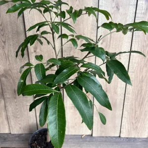 Kohala Longan Live Plant – 1/2 Gallon Pot – Sweet Tropical Fruit Tree - Image 6