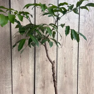 Kohala Longan Live Plant – 1/2 Gallon Pot – Sweet Tropical Fruit Tree - Image 7