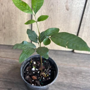 Kohala Longan Live Plant – Sweet Fruit Tree – 4 inch Pot – Outdoor - Image 3