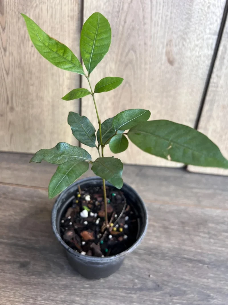 Kohala Longan Live Plant - Sweet Butterscotch Fruit Tree