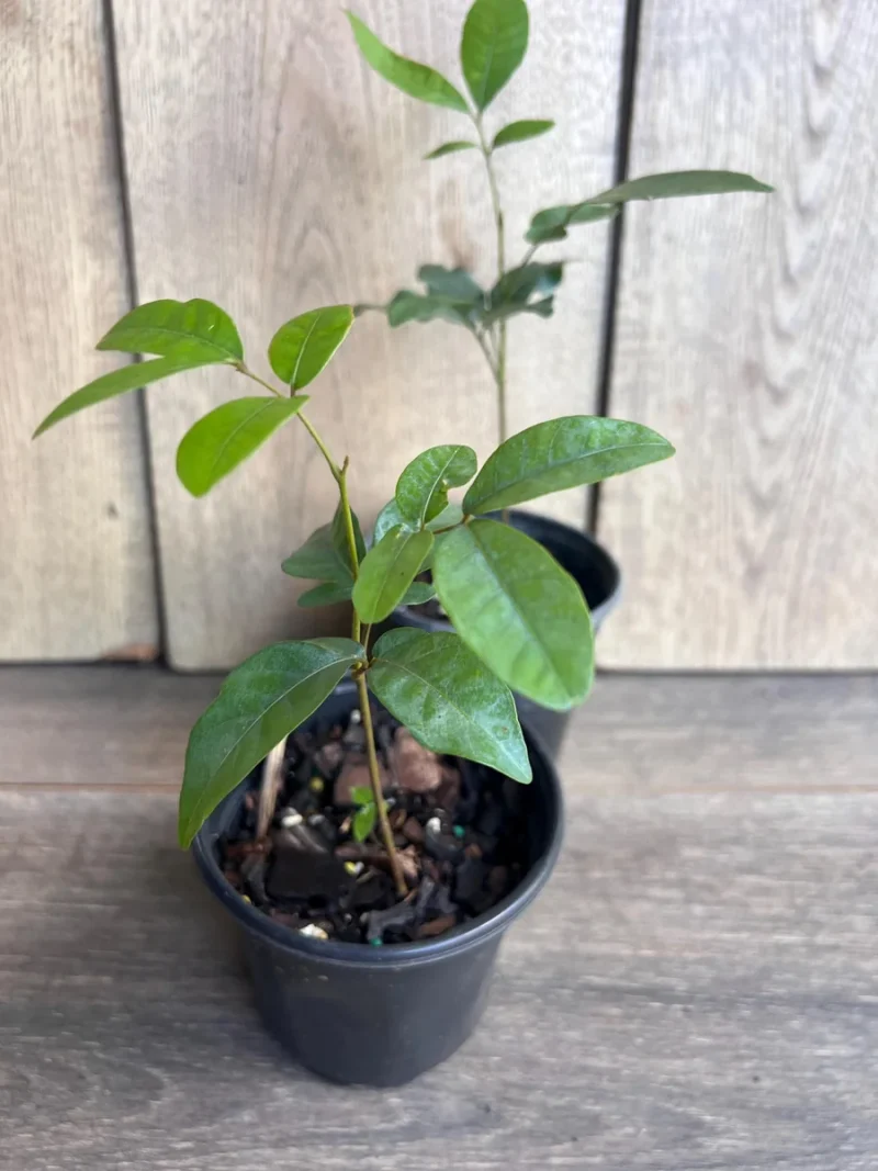 Kohala Longan Live Plant - Sweet Butterscotch Fruit Tree