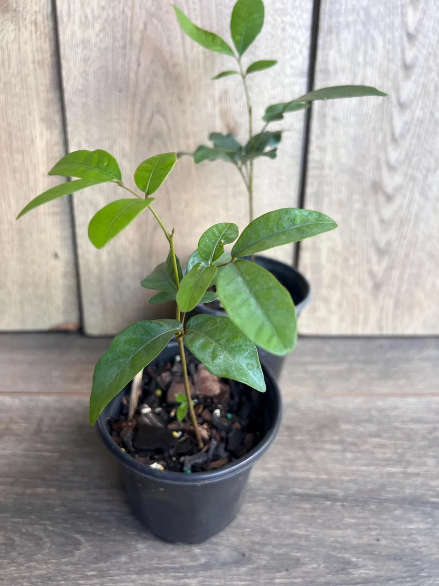 Kohala Longan Live Plant – Sweet Fruit Tree – 4 inch Pot – Outdoor - Image 4