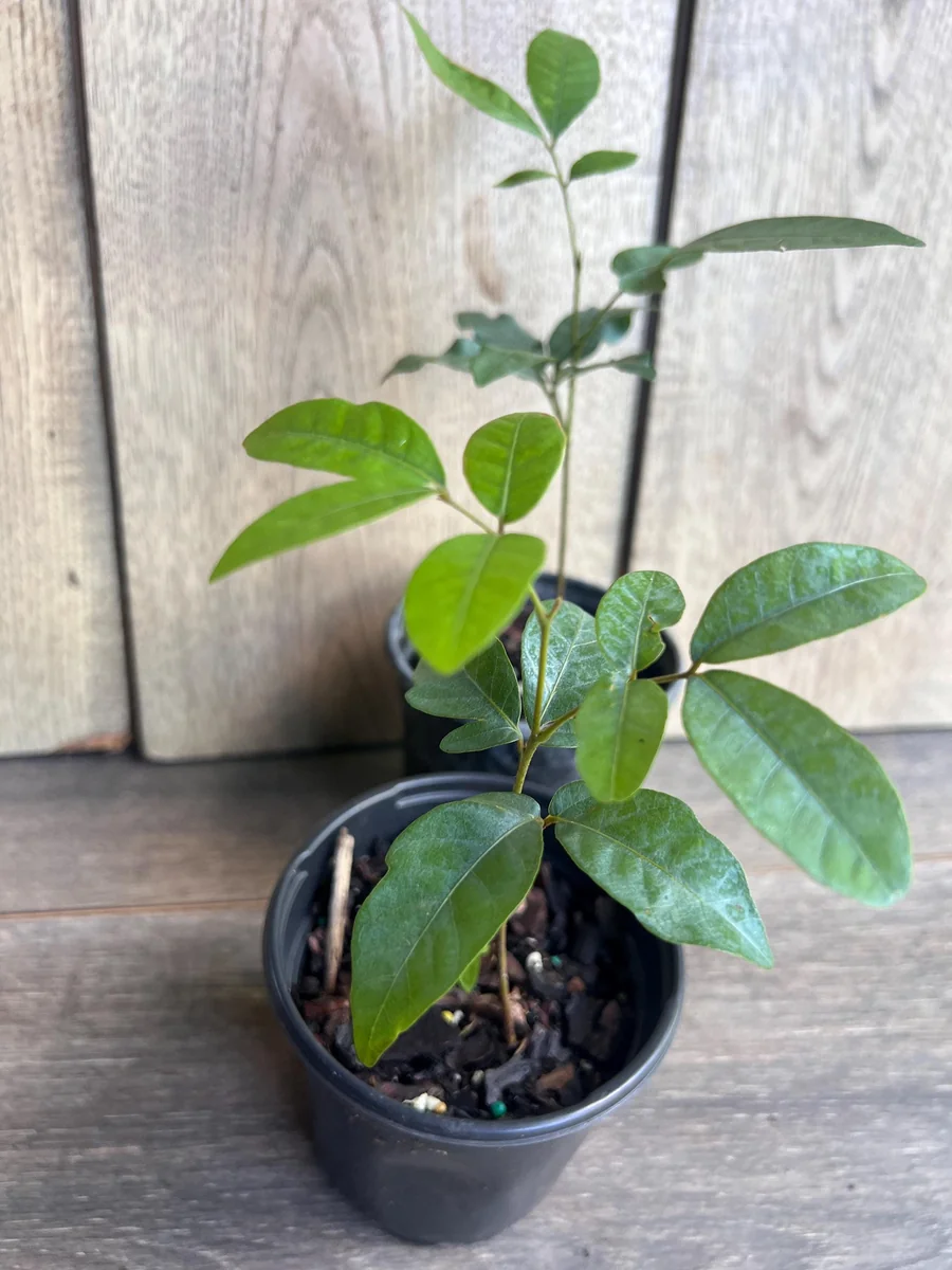 Kohala Longan Live Plant – Sweet Fruit Tree – 4 inch Pot – Outdoor - Image 5