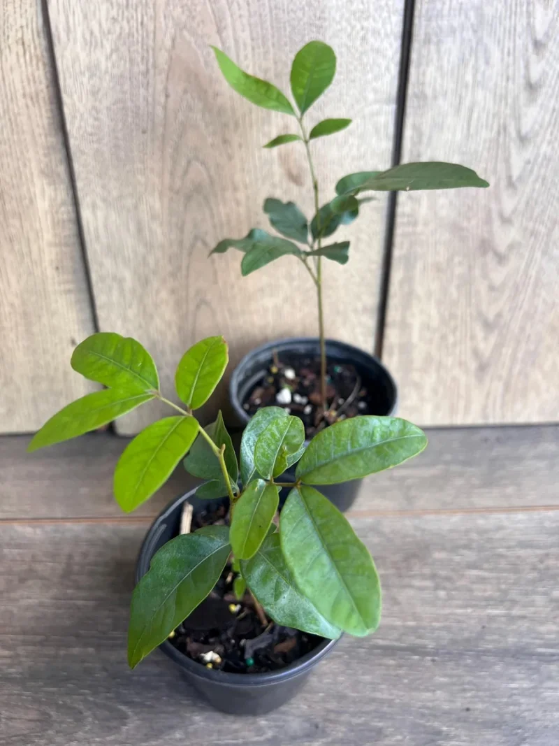 Kohala Longan Live Plant - Sweet Butterscotch Fruit Tree