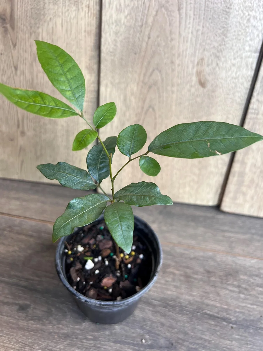 Kohala Longan Live Plant – Sweet Fruit Tree – 4 inch Pot – Outdoor - Image 7