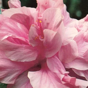 Kona Improve Hibiscus Live Plant – 1ft Tall, 1 Gallon Pot, Puffy Pink Flowers - Image 1