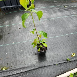 Kousa Dogwood Live Plant - 12" Tall in 4" Container - Outdoor Tree - Image 2