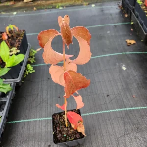 Kousa Dogwood Live Plant - 12