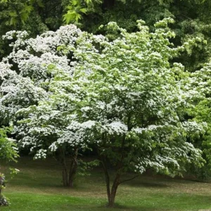 Kousa Dogwood Live Plant – Quart Pot – Ornamental Flowering Tree – White Flowers - Image 2