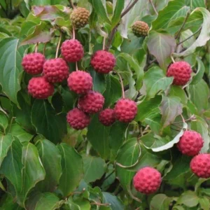 Kousa Dogwood Live Plant – Quart Pot – Ornamental Flowering Tree – White Flowers - Image 4