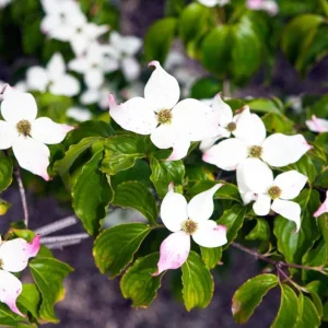 Kousa Dogwood Live Plant – Quart Pot – Ornamental Flowering Tree – White Flowers - Image 5