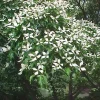 Kousa Dogwood Live Plants – 2 Pack – 12" Tall in 4" Containers – Outdoor Tree - Image 1