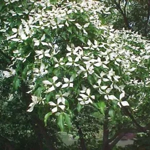 Kousa Dogwood Live Plants – 2 Pack – 12" Tall in 4" Containers – Outdoor Tree - Image 1