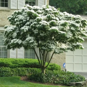 Kousa Flowering Dogwood Live Plant Quart Pot - White Blooms, USDA Zones 5-9 - Image 1