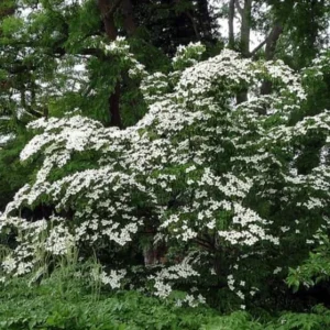 Kousa Japanese Dogwood Live Plant - 6-12" Tall Seedling, Quart Pot, Cornus kousa, Outdoor Tree - Image 2