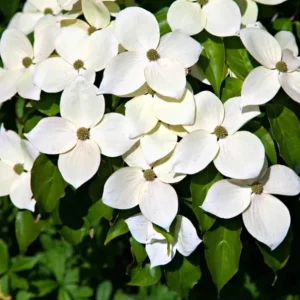 Kousa Japanese Dogwood Live Plant - 6-12