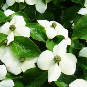Kousa Japanese Dogwood Live Plant - 6-12