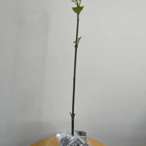 Kousa Japanese Dogwood Live Plant - 6-12