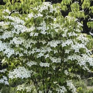 Kousa Japanese Dogwood Live Plant - 6-12