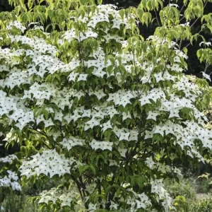 Kousa Japanese Dogwood Live Plant - 6-12