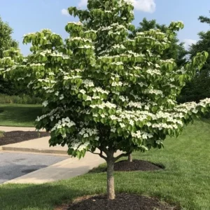 Kousa Japanese Dogwood Live Plant - 6-12" Tall Seedling, Quart Pot, Cornus kousa, Outdoor Tree - Image 1