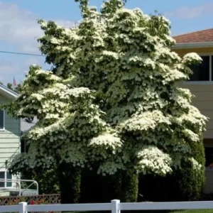Kousa Japanese Dogwood Tree Live Plant – 12-18" Tall – 1 Quart Pot – White Blooms - Image 2
