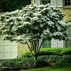 Kousa Japanese Dogwood Tree Live Plant – 12-18