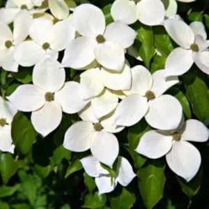 Kousa Japanese Dogwood Tree Live Plant – 12-18" Tall – 1 Quart Pot – White Blooms - Image 1