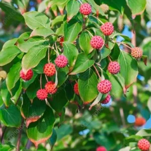 Kousa Japanese Dogwood Tree Live Plant – 12-18