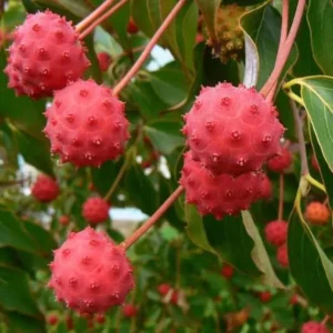 Kousa Japanese Dogwood Tree Live Plant – 12-18