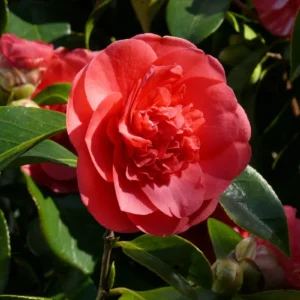 Kramer's Supreme Camellia Live Plant - 4 inch Pot, Fragrant Red Peony Flowers, Outdoor - Image 2