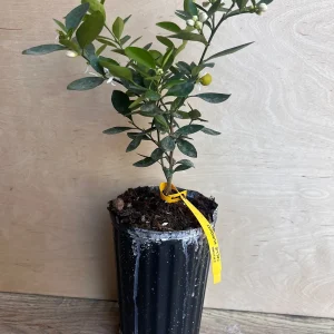 Kumquat Live Plant - Meiwa & Nagami Hybrid, 1/2 Gallon Pot, Year-Round Fruit - Image 2