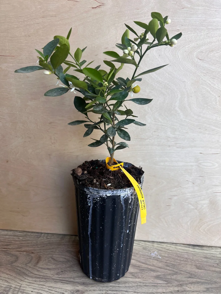 Kumquat Live Plant - Meiwa & Nagami Hybrid, 1/2 Gallon Pot, Year-Round Fruit - Image 2