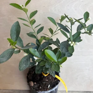 Kumquat Live Plant - Meiwa & Nagami Hybrid, 1/2 Gallon Pot, Year-Round Fruit - Image 3