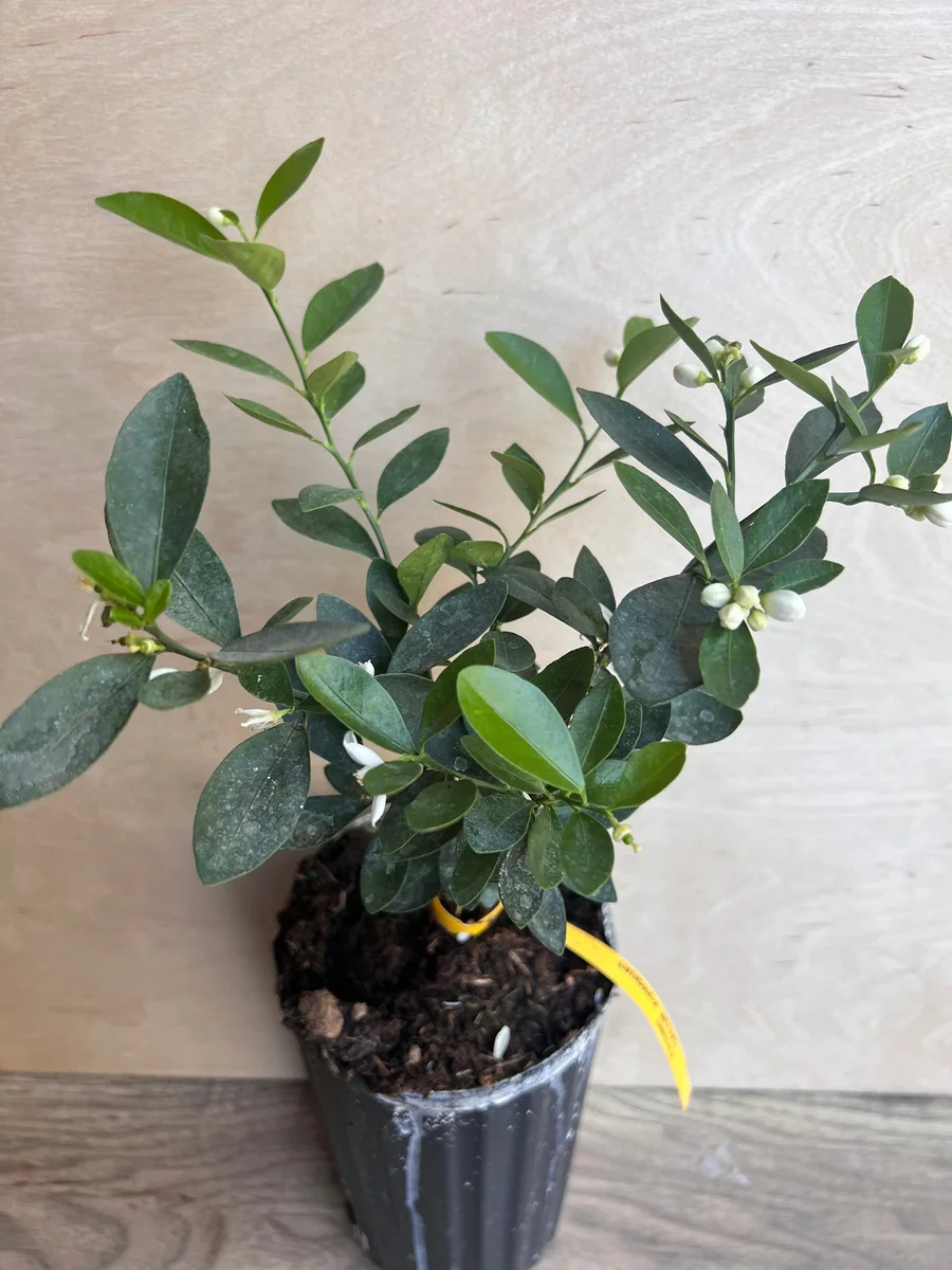 Kumquat Live Plant - Meiwa & Nagami Hybrid, 1/2 Gallon Pot, Year-Round Fruit - Image 3