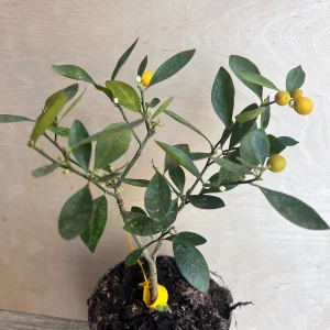 Kumquat Live Plant - Meiwa & Nagami Hybrid, 1/2 Gallon Pot, Year-Round Fruit - Image 4