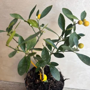 Kumquat Live Plant - Meiwa & Nagami Hybrid, 1/2 Gallon Pot, Year-Round Fruit - Image 5