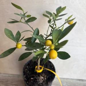 Kumquat Live Plant - Meiwa & Nagami Hybrid, 1/2 Gallon Pot, Year-Round Fruit - Image 6