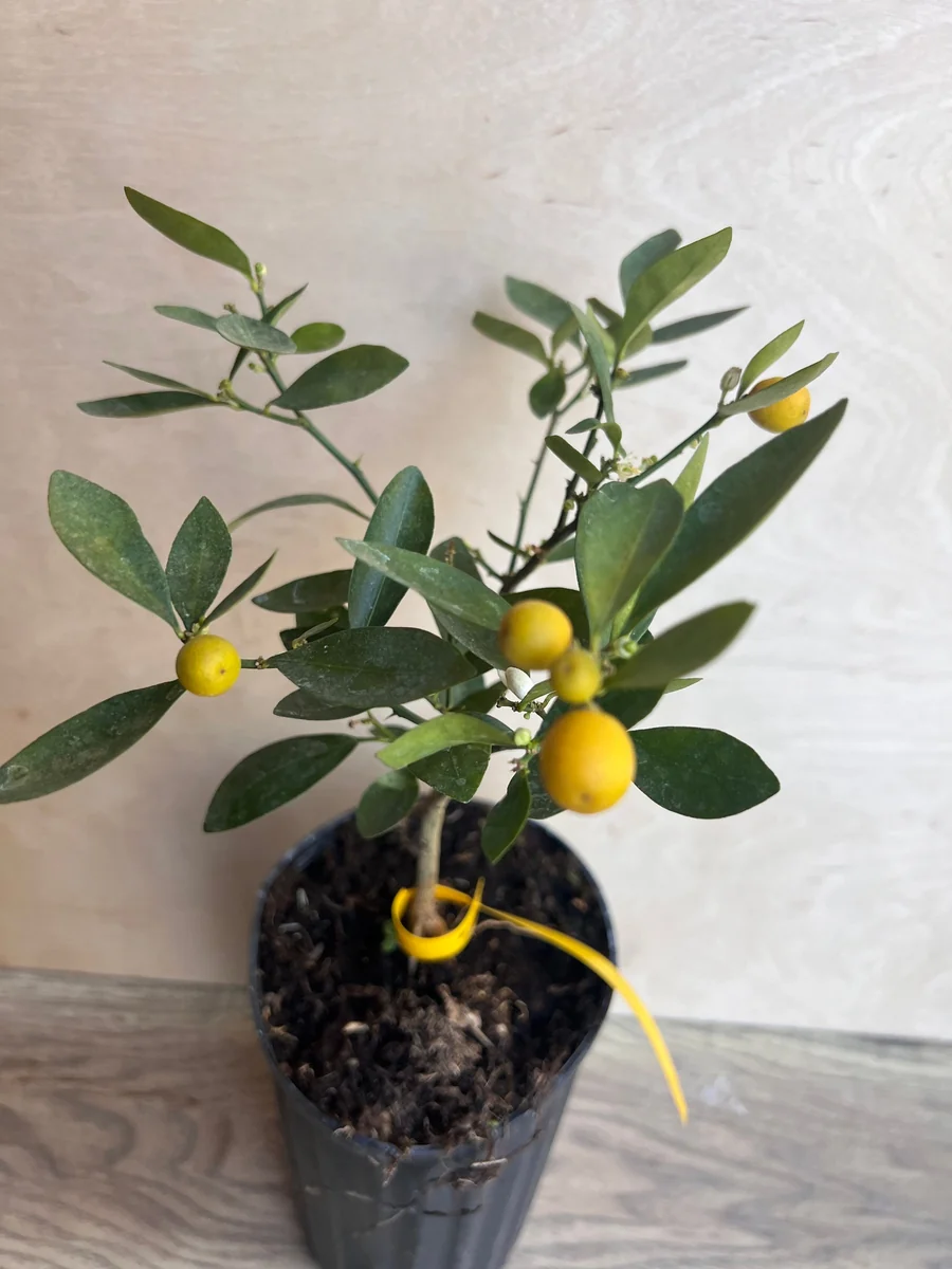 Kumquat Live Plant - Meiwa & Nagami Hybrid, 1/2 Gallon Pot, Year-Round Fruit - Image 6
