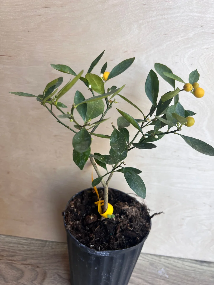 Kumquat Live Plant - Meiwa & Nagami Hybrid, 1/2 Gallon Pot, Year-Round Fruit - Image 7