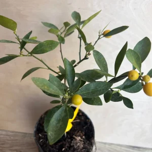 Kumquat Live Plant - Meiwa & Nagami Hybrid, 1/2 Gallon Pot, Year-Round Fruit - Image 8